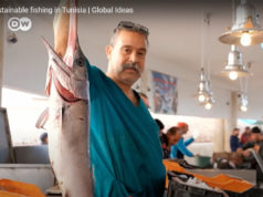 Sustainable fishing in Tunisia