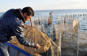 خليج قابس : هل من منقذ لمحضنة المتوسط ؟