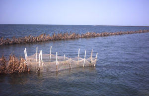 La Pêche en Tunisie : quel Gouvernance?