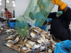 FAO helps Tunisia make use of blue crabs
