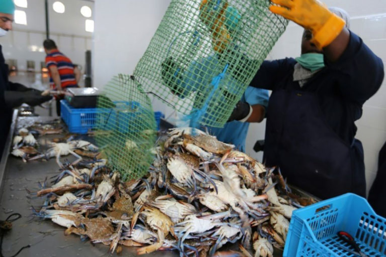 FAO helps Tunisia make use of blue crabs