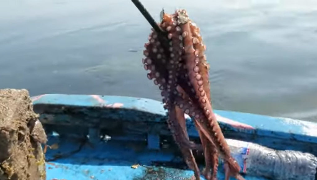 Le crabe bleu aux îles Kerkennah : retour sur son développement, sa pêche et sa valorisation