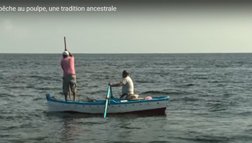 Tunisie : la pêche au poulpe, une tradition ancestrale