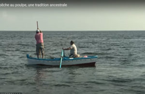 Tunisie : la pêche au poulpe, une tradition ancestrale