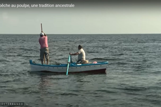Tunisie : la pêche au poulpe, une tradition ancestrale
