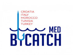 TUNISIE SAUVE LES DAUPHINS, LES TORTUES MARINES ET AUTRES ESPÈCES VULNÉRABLES GRÂCE AU PROJET MedBycatch