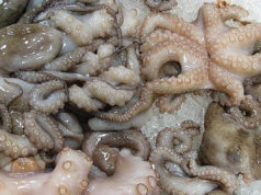 تونس: انهيار مقلق في كميات المفرغات من الأخطبوط