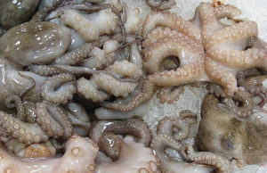 تونس: انهيار مقلق في كميات المفرغات من الأخطبوط