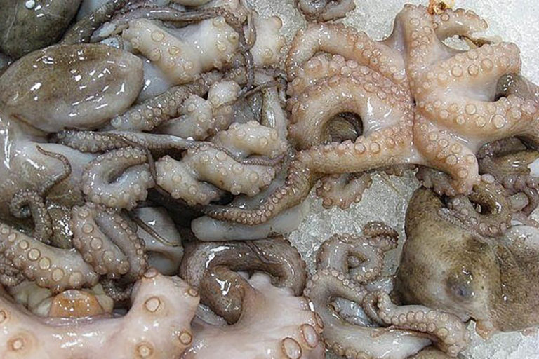 تونس: انهيار مقلق في كميات المفرغات من الأخطبوط