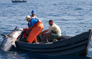 Pour une répartition équitable des quotas de thon rouge