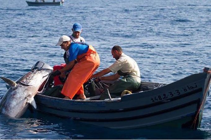 Pour une répartition équitable des quotas de thon rouge