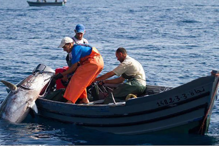 Pour une répartition équitable des quotas de thon rouge