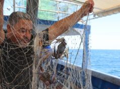 السلطعون الأزرق في تونس