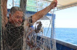 السلطعون الأزرق في تونس