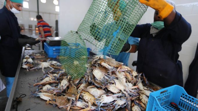 Les crabes bleus : une vraie malédiction pour les pêcheurs tunisiens