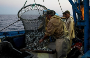 Ariana : Célébration de la Journée internationale pour la divers