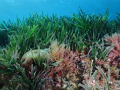 Célébration de la biodiversité : Utilisation des récifs artifici