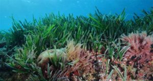 Célébration de la biodiversité : Utilisation des récifs artifici