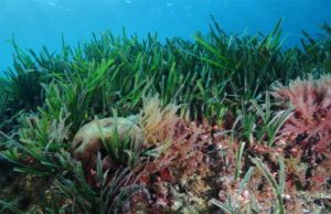 Célébration de la biodiversité : Utilisation des récifs artifici