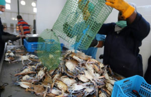 FAO helps Tunisia make use of blue crabs