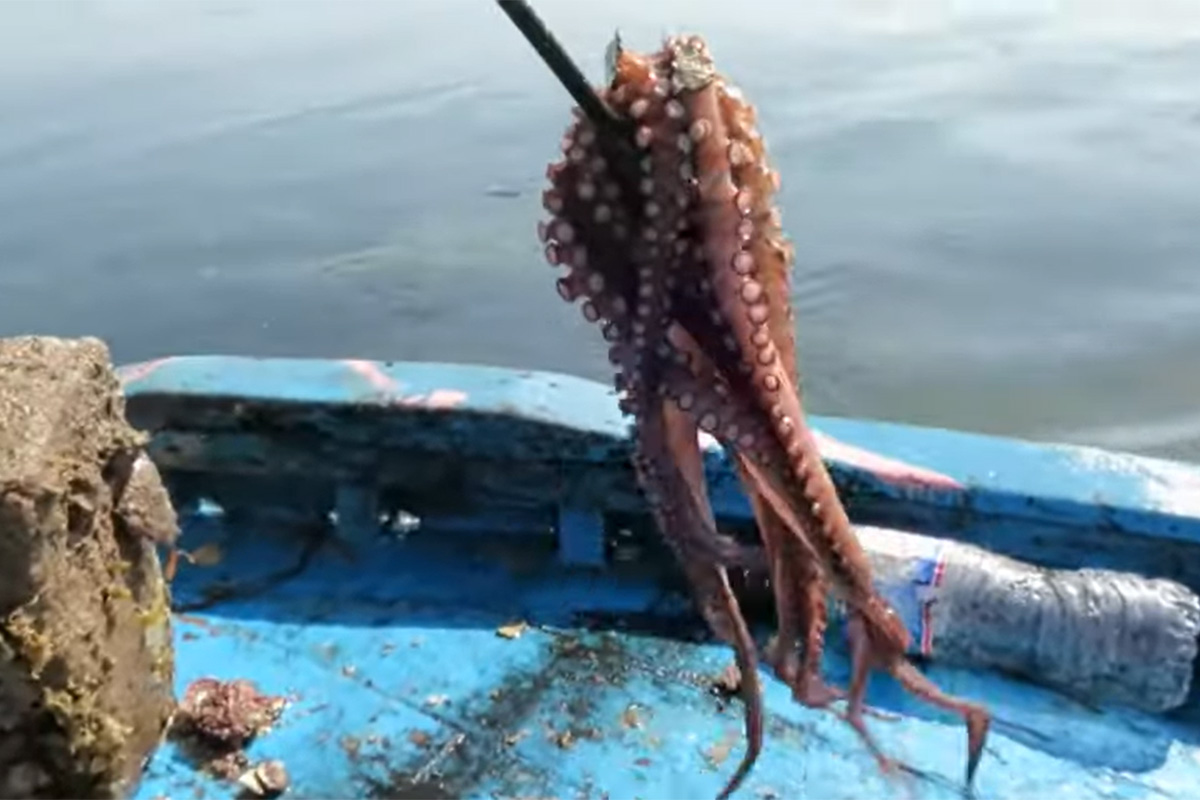 Le crabe bleu aux îles Kerkennah : retour sur son développement, sa pêche et sa valorisation