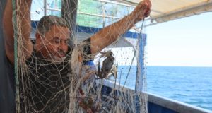 Tunisia: Invasive crabs as delicacy